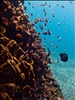 Scuba diving Bali Nusa Lembongan